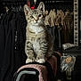kitten, cat, tabby, chair, towel, clothes, closet, hanger, bag, indoor, pet, fur, whiskers, curious, perched, small, domestic, feline, alert, cozy