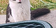 Brandy Johnson is registered to the contest to win money with this photo: cat, black_and_white, outdoor, grass, table, metal_mesh, curious, animal, pet, feline, sitting, fur, whiskers, tail, nature, daylight, closeup, portrait, alert, eyes