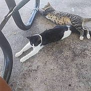 Brandy Johnson is registered to the contest to win money with this photo: cat, animal, pet, concrete, floor, stretching, black_and_white_cat, tabby_cat, relaxing, outdoor, metal_structure, sunlight, two_cats, lying_down, paws, feline, domestic_animal, resting, casual, lazy_day