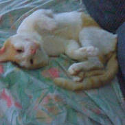 Carmel joined the competition — help win amazing prizes! animal, blanket, cat, comfort, cozy, cute, domestic, feline, fur, home, indoor, lying_down, orange, pet, relaxed, resting, sleepy, soft, tail, white