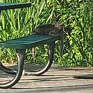 Smokey joined the competition — help win amazing prizes! cat, bench, outdoor, greenery, park, animal, relaxed, metal, grass, daytime, nature, feline, resting, wildlife, leaves, shadow, concrete, sunlight, plant, blur