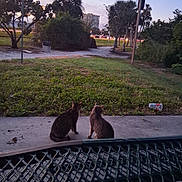 Essence Of A Sunset joined the competition — help win amazing prizes! cat, animal, outdoor, grass, tree, sidewalk, bench, dusk, sky, nature, building, urban, street, light, silhouette, quiet, pets, metal, park, bush