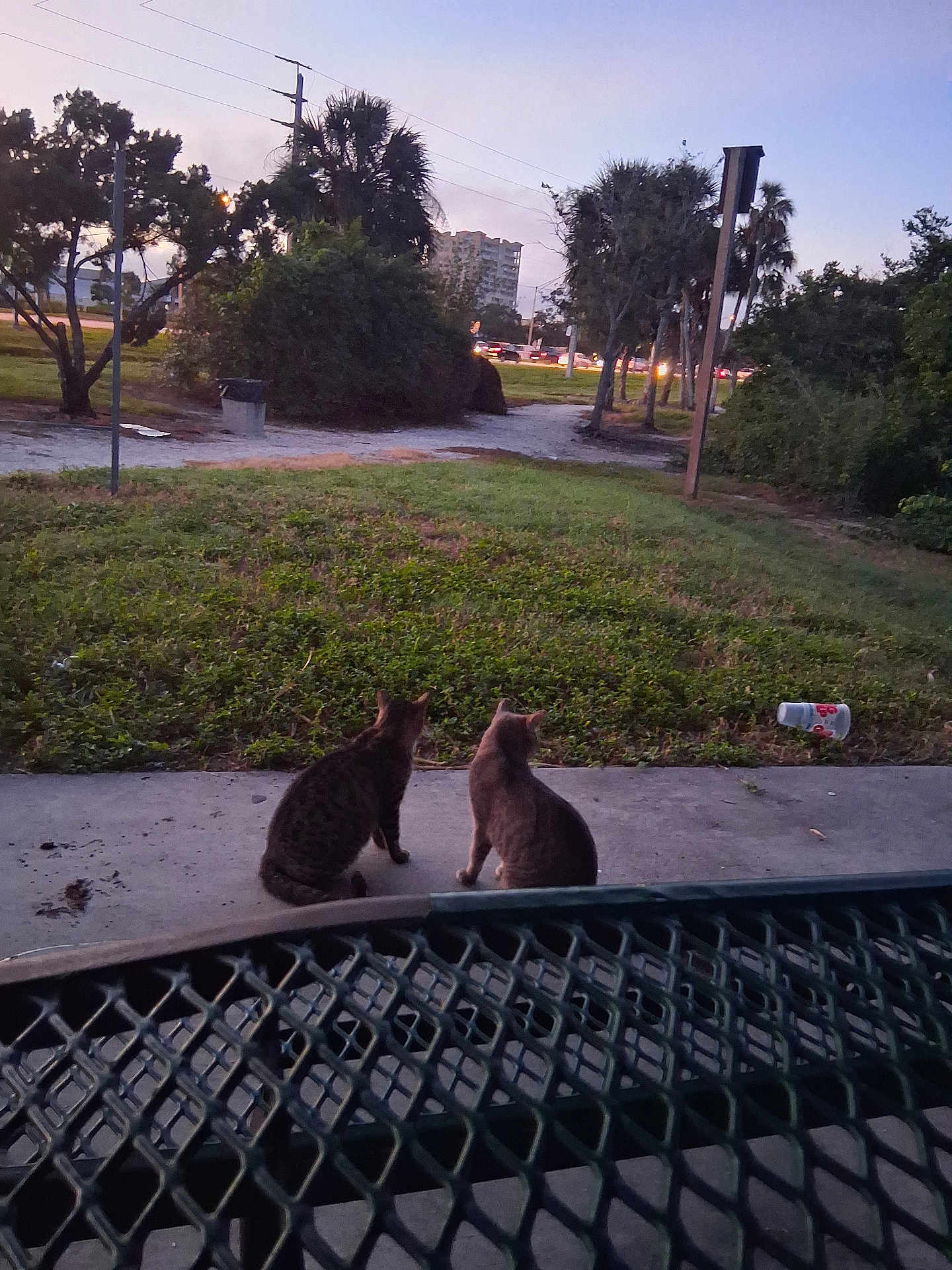Essence Of A Sunset joined the competition — help win amazing prizes! cat, animal, outdoor, grass, tree, sidewalk, bench, dusk, sky, nature, building, urban, street, light, silhouette, quiet, pets, metal, park, bush