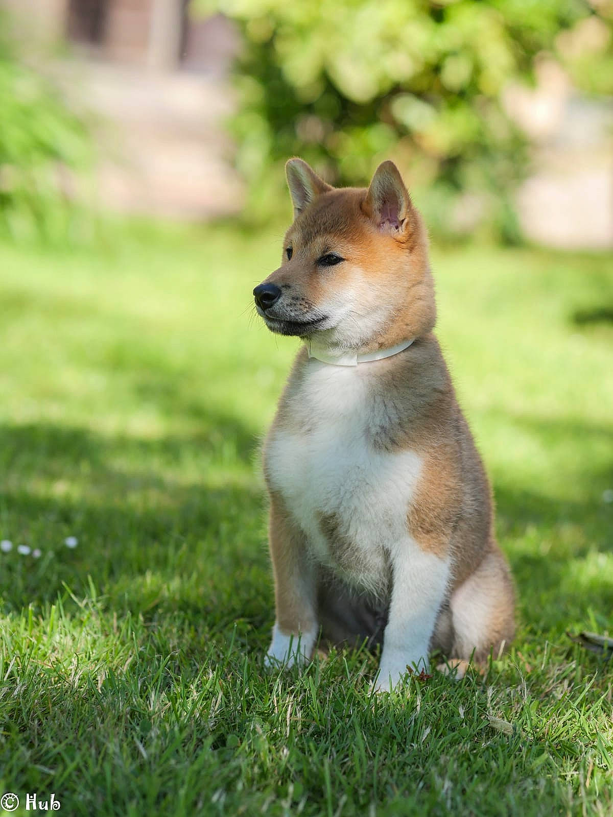 Fuji participe au concours pour gagner de l'argent avec cette photo : akita, akita_inu, canidae, carnivore, dog, dog_breed, fawn, grass, hokkaido, mammal, new_guinea_singing_dog, non_sporting_group, norwegian_buhund, norwegian_lundehund, shiba_inu, shikoku, swedish_vallhund, vertebrate, wildlife, wolfdog