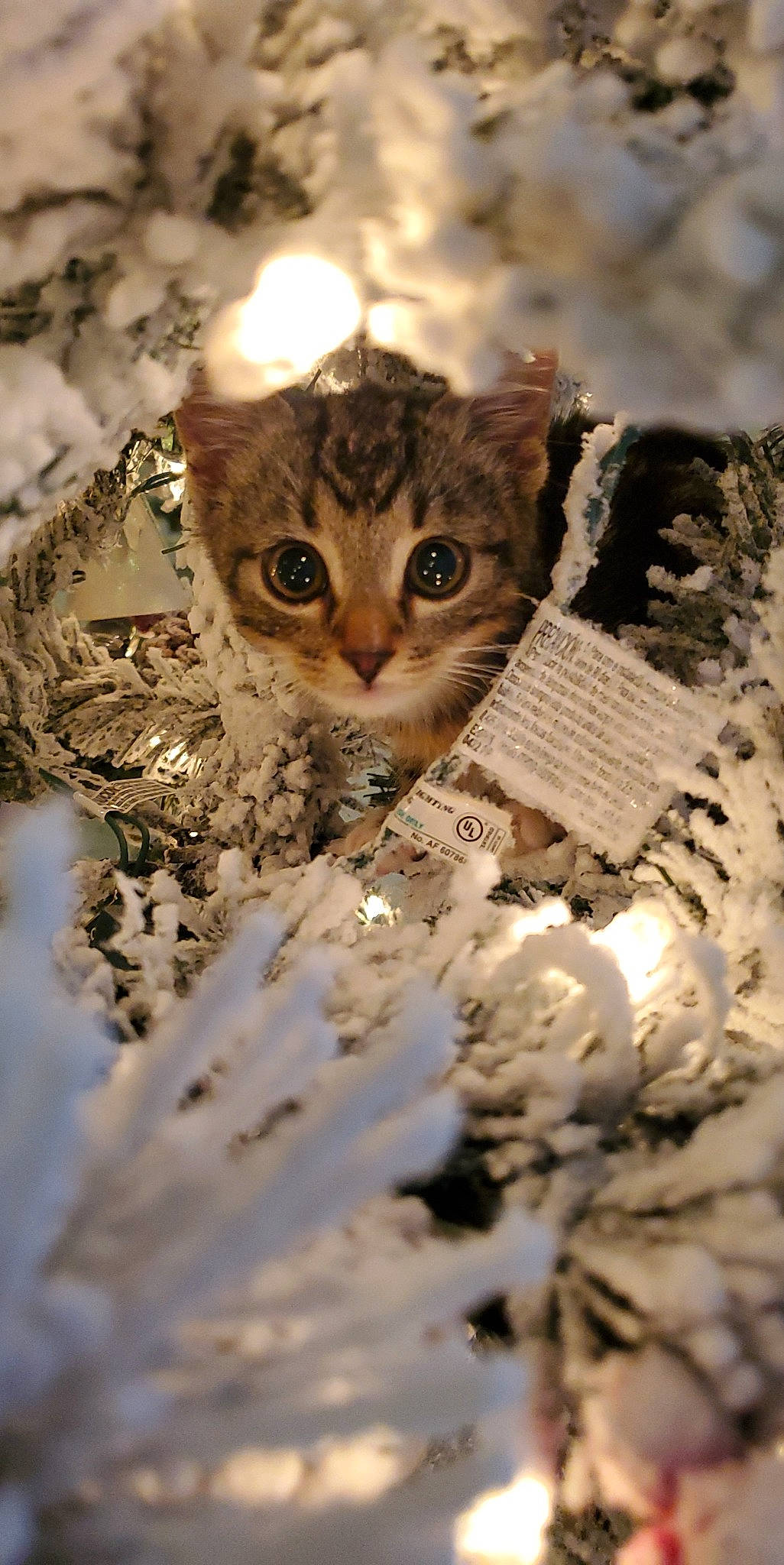 Daniel joined the competition — help win amazing prizes! branch, carnivore, cat, close_up, domestic_short_haired_cat, eye, fawn, felidae, fur, grass, pattern, plant, small_to_medium_sized_cats, snout, tree, twig, whiskers, window, winter, wood