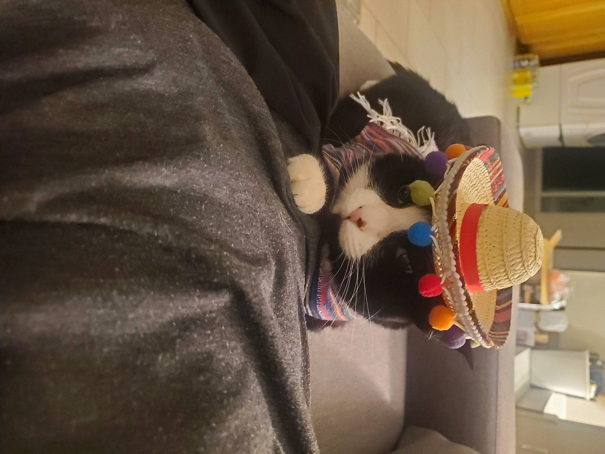 Jack joined the competition — help win amazing prizes! audio_equipment, carmine, comfort, fashion_accessory, fur, hat, stuffed_toy, sun_hat, toy