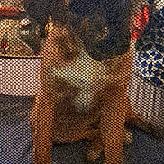 Lunatic is registered to the contest to win money with this photo: animal, blurred, brown, canine, dog, domestic, face, fence, front_paws, fur, grainy, indoor, mesh, pattern, pet, screen, sitting, snout, texture, white