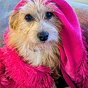 Mouse is registered to the contest to win money with this photo: dog, pet, blanket, pink, fur, cute, cozy, indoor, animal, portrait, snuggled, soft, warm, closeup, looking_up, fluffy, comfort, cute_pet, adorable, domestic_animal