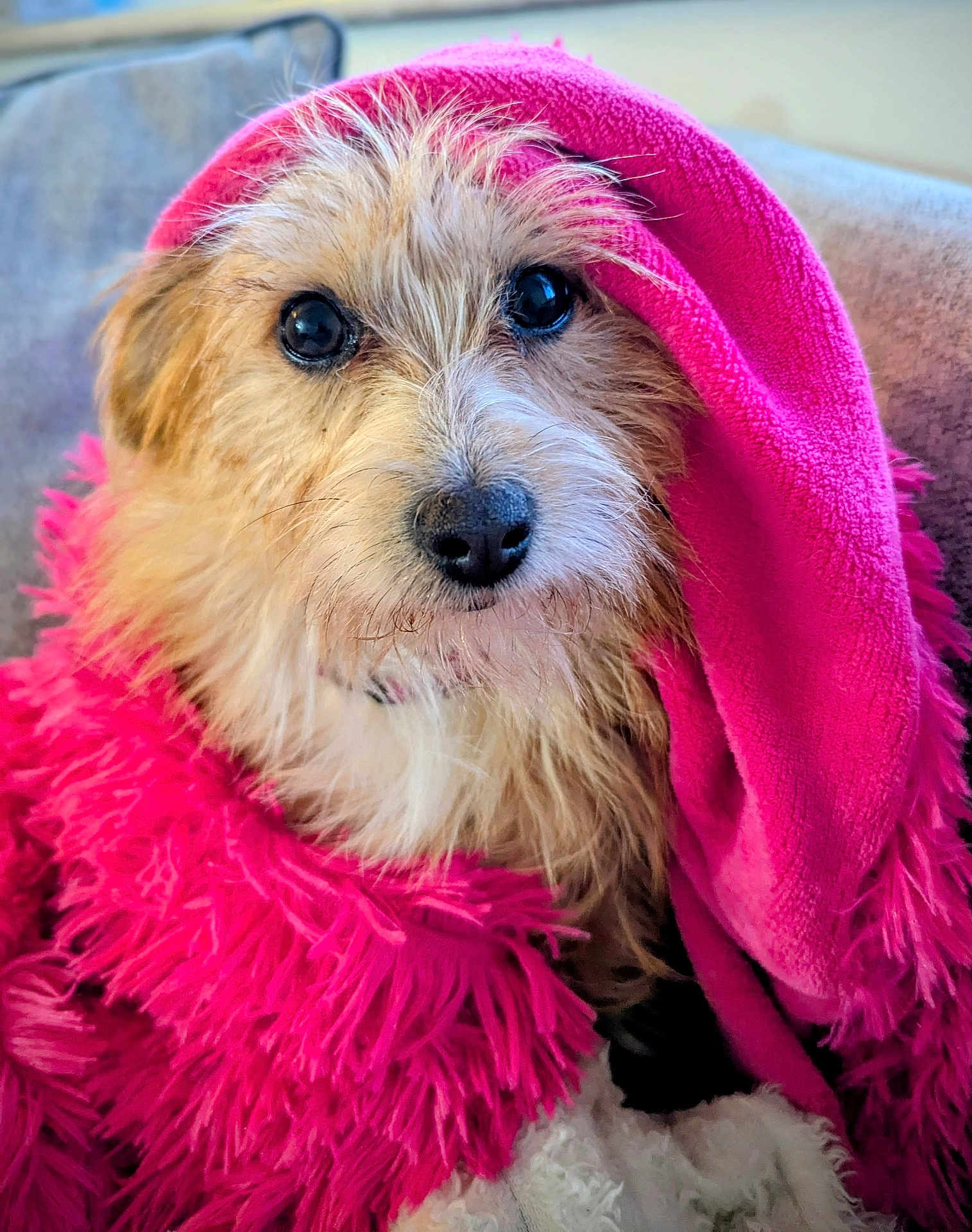 Mouse is registered to the contest to win money with this photo: dog, pet, blanket, pink, fur, cute, cozy, indoor, animal, portrait, snuggled, soft, warm, closeup, looking_up, fluffy, comfort, cute_pet, adorable, domestic_animal
