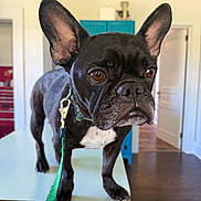 Yoda joined the competition — help win amazing prizes! animal, black_dog, brown_eyes, canine, closeup, collar, dog, domestic_animal, ears, floor, focused, french_bulldog, furniture, house, indoor, leash, looking, pet, standing, table
