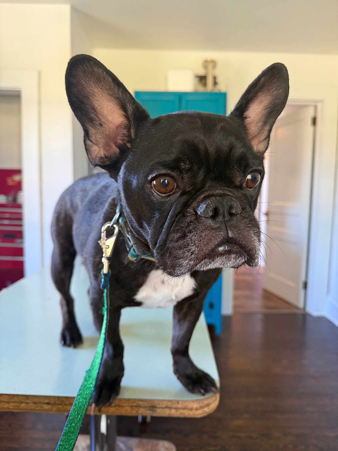 Yoda