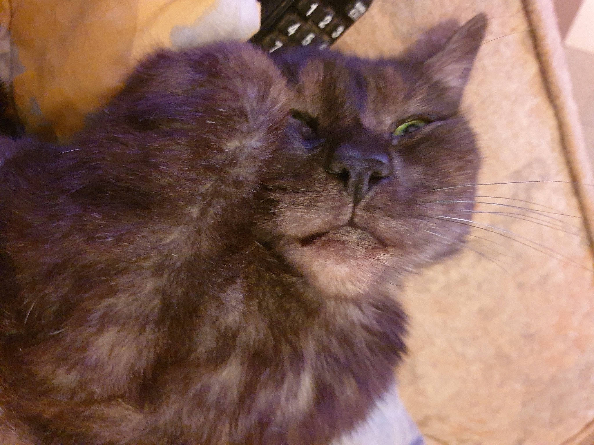 Chyrkan participe au concours pour gagner de l'argent avec cette photo : asian, asian_semi_longhair, british_semi_longhair, carnivore, cat, domestic_long_haired_cat, fawn, felidae, fur, mammal, norwegian_forest_cat, small_to_medium_sized_cats, snout, whiskers