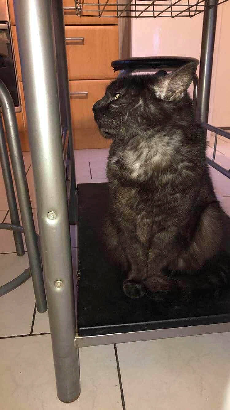 Chyrkan a rejoint le concours — aidez-le/la à gagner de superbes lots ! canidae, carnivore, cat, domestic_long_haired_cat, domestic_short_haired_cat, felidae, nebelung, small_to_medium_sized_cats, whiskers