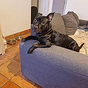 Raya participe au concours pour gagner de l'argent avec cette photo : dog, black_dog, couch, indoor, pet, floor, tile_floor, living_room, furniture, relaxed, canine, paw, ear, collar, looking, home, cozy, animal, resting, domestic