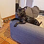 dog, black_dog, couch, indoor, pet, floor, tile_floor, living_room, furniture, relaxed, canine, paw, ear, collar, looking, home, cozy, animal, resting, domestic