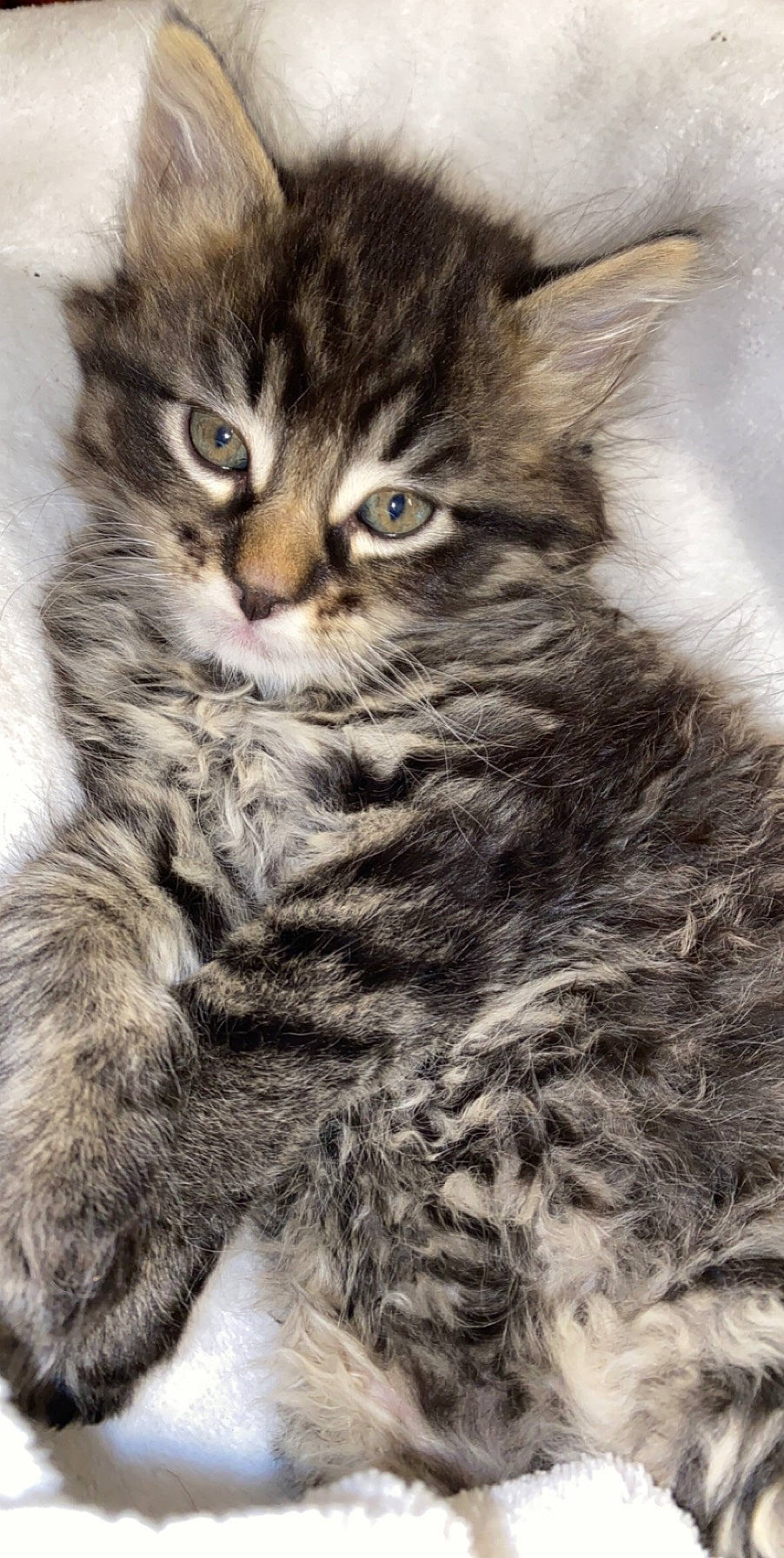 Buddah is registered to the contest to win money with this photo: asian, asian_semi_longhair, british_semi_longhair, carnivore, cat, domestic_long_haired_cat, domestic_short_haired_cat, dragon_li, european_shorthair, felidae, kitten, maine_coon, mammal, norwegian_forest_cat, pixie_bob, siberian, small_to_medium_sized_cats, tabby_cat, vertebrate, whiskers