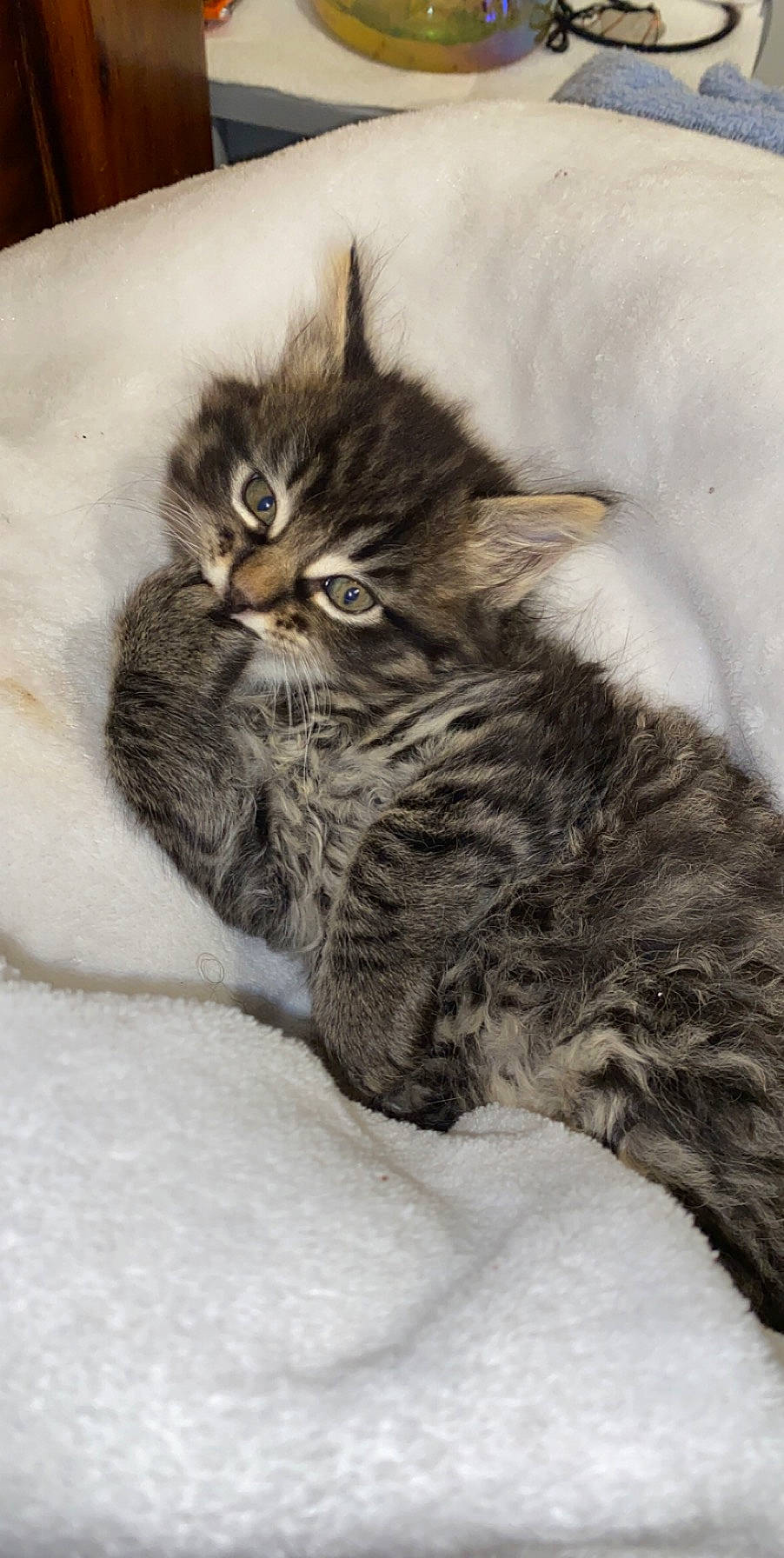 Buddah joined the competition — help win amazing prizes! asian, british_longhair, british_semi_longhair, carnivore, cat, domestic_long_haired_cat, domestic_short_haired_cat, dragon_li, european_shorthair, felidae, kitten, maine_coon, mammal, norwegian_forest_cat, pixie_bob, siberian, small_to_medium_sized_cats, tabby_cat, vertebrate, whiskers