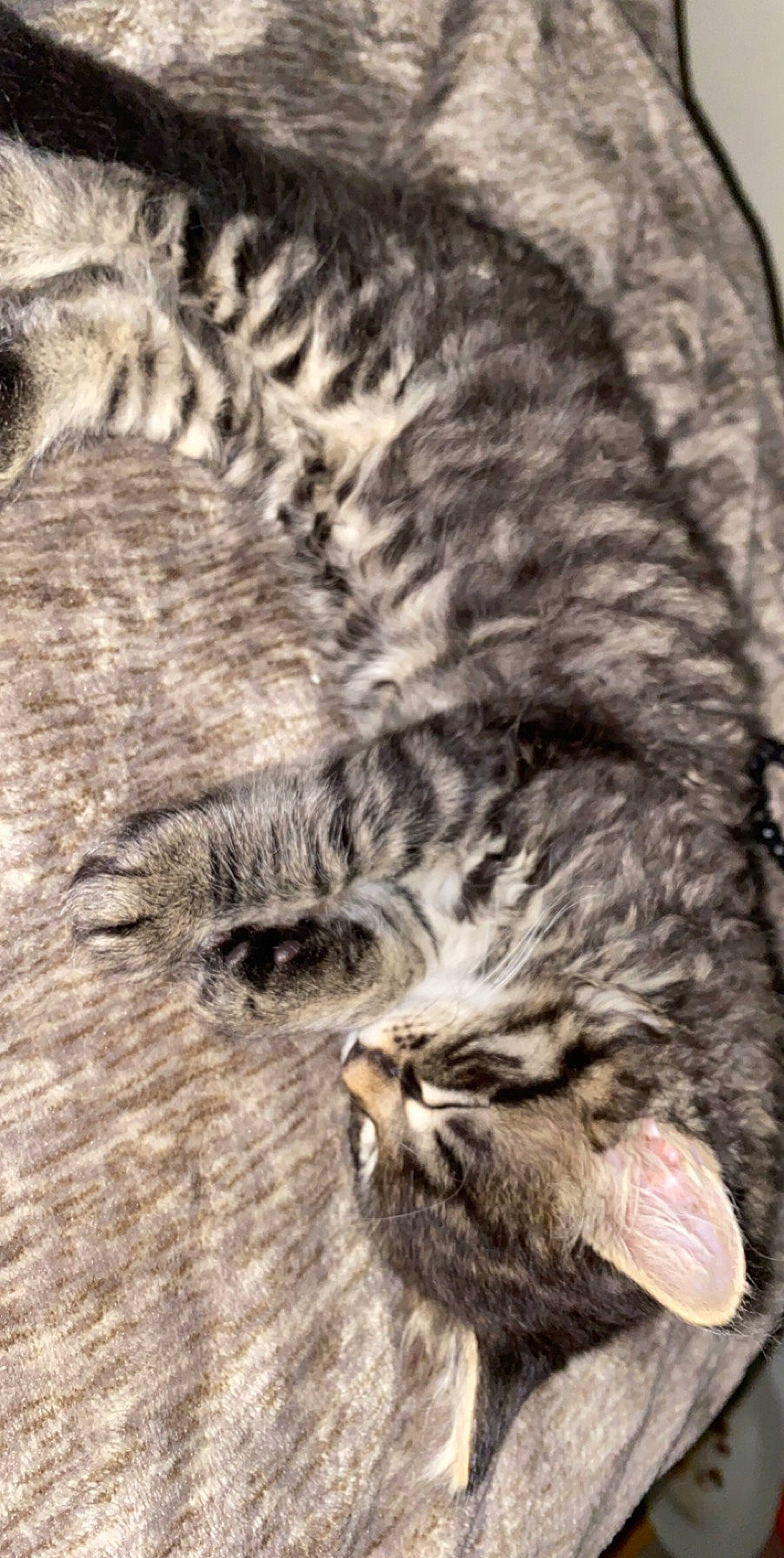 Buddah is registered to the contest to win money with this photo: american_bobtail, asian, california_spangled, carnivore, cat, domestic_short_haired_cat, dragon_li, egyptian_mau, european_shorthair, felidae, fur, kitten, norwegian_forest_cat, ocicat, pixie_bob, siberian, small_to_medium_sized_cats, tabby_cat, whiskers, wild_cat