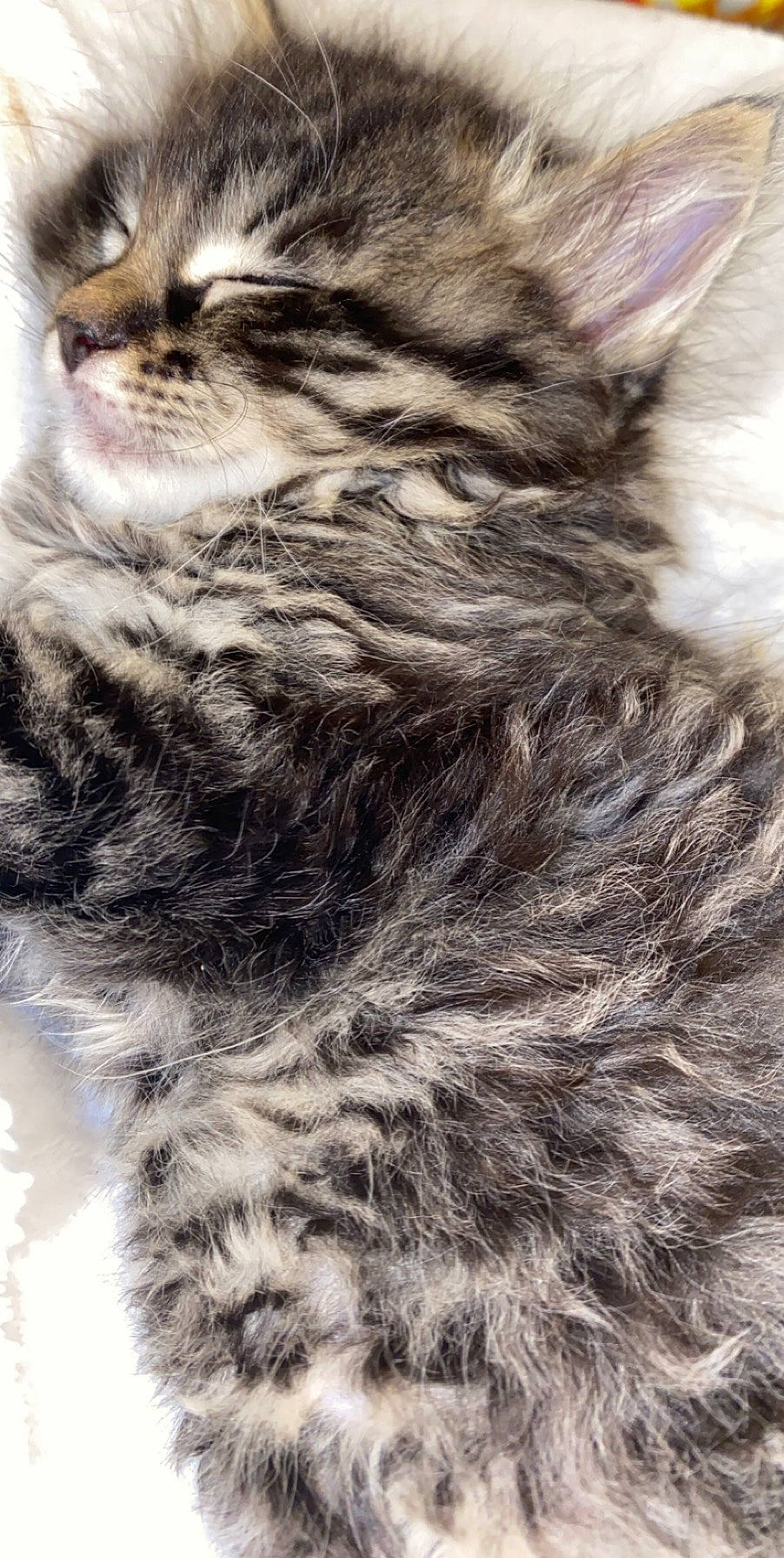 Buddah joined the competition — help win amazing prizes! american_bobtail, carnivore, cat, domestic_long_haired_cat, dragon_li, egyptian_mau, european_shorthair, felidae, fur, kitten, maine_coon, mammal, norwegian_forest_cat, pixie_bob, siberian, small_to_medium_sized_cats, snout, tabby_cat, whiskers, wild_cat