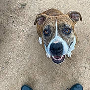 Khalessi joined the competition — help win amazing prizes! animal, brindle, brown, canine, close_up, dog, ears, eyes, fur, ground, happy, human_feet, looking_up, mouth, nose, outdoor, pet, shoes, sitting, teeth