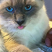 Willow is registered to the contest to win money with this photo: cat, blue_eyes, tongue, close_up, fluffy, whiskers, paw, fur, hand, indoor, pet, cute, animal, face, portrait, playful, cozy, domestic, feline, relaxed