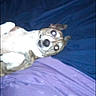 animal, bed, blanket, blue, canine, collar, cute, dog, expression, flash, fur, glowing_eyes, indoor, looking_up, lying_down, pet, purple, resting, tiktok, watermark