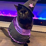 Dababy is registered to the contest to win money with this photo: animal, black_cat, cat, costume, cute, decor, dress_up, feline, floor, glowing_background, halloween, indoor, mystical, pet, pink_stars, portrait, purple, sitting, witch_hat, wooden_floor