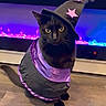 animal, black_cat, cat, costume, cute, decor, dress_up, feline, floor, glowing_background, halloween, indoor, mystical, pet, pink_stars, portrait, purple, sitting, witch_hat, wooden_floor