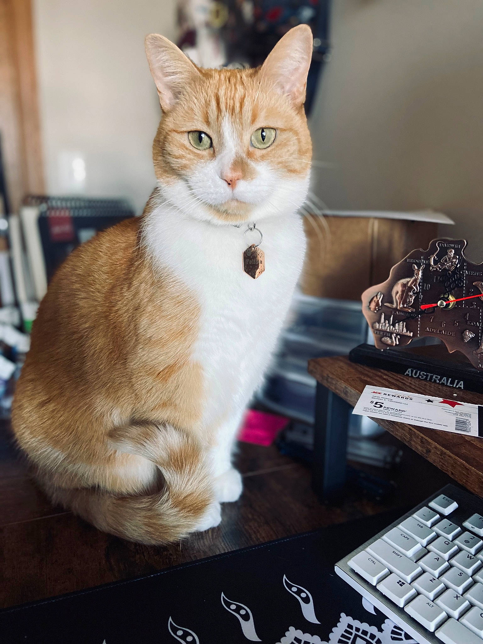 Felicia joined the competition — help win amazing prizes! carnivore, cat, comfort, computer, computer_keyboard, domestic_short_haired_cat, fawn, felidae, fur, gadget, input_device, office_equipment, paw, photo_caption, sitting, small_to_medium_sized_cats, snout, space_bar, tail, whiskers