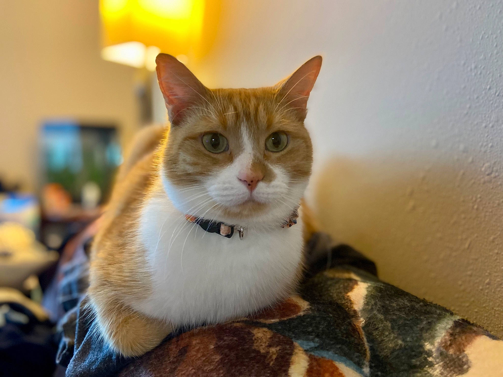 Felicia joined the competition — help win amazing prizes! carnivore, cat, collar, domestic_short_haired_cat, felidae, fur, paw, sitting, small_to_medium_sized_cats, snout, tail, terrestrial_animal, whiskers