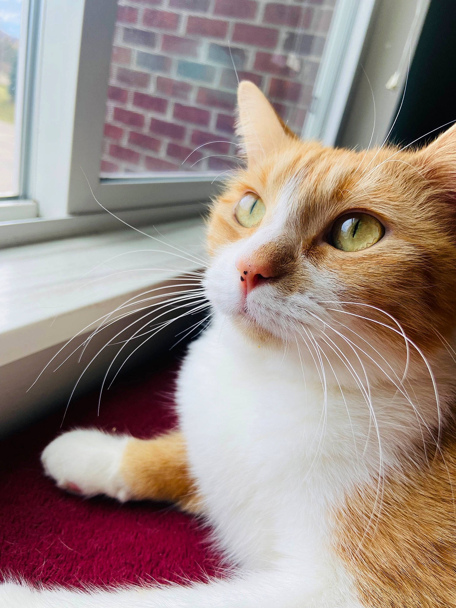 Felicia is registered to the contest to win money with this photo: carnivore, cat, claw, close_up, comfort, domestic_short_haired_cat, door, fawn, felidae, flooring, foot, fur, human_leg, paw, sitting, small_to_medium_sized_cats, snout, tail, whiskers, window