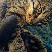 Fripouille participe au concours pour gagner de l'argent avec cette photo : cat, tabby, paw, fur, close_up, pet, animal, whiskers, relaxed, lying_down, sleepy, cozy, blanket, texture, yellow_eyes, indoor, cute, mammal, feline, resting