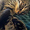 cat, tabby, paw, fur, close_up, pet, animal, whiskers, relaxed, lying_down, sleepy, cozy, blanket, texture, yellow_eyes, indoor, cute, mammal, feline, resting