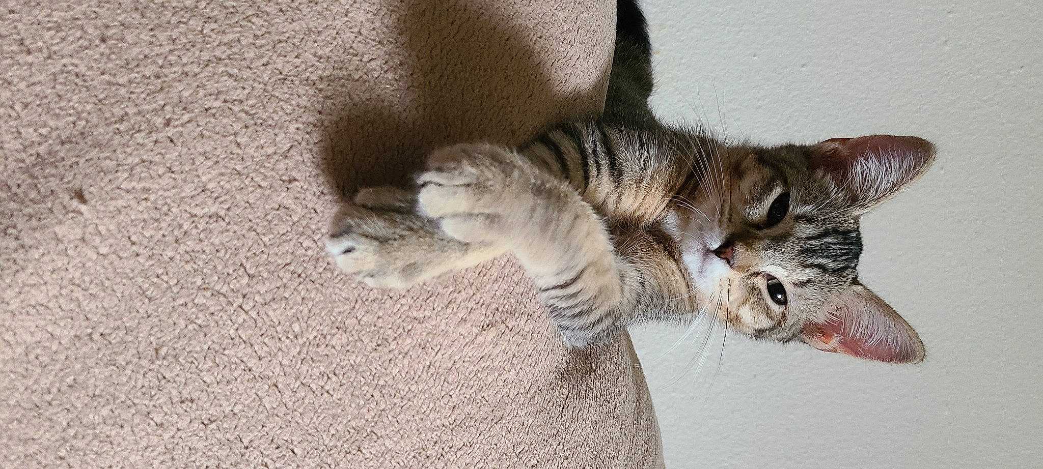 Boo Boo is registered to the contest to win money with this photo: carnivore, cat, claw, comfort, domestic_short_haired_cat, felidae, flooring, foot, fur, grey, paw, small_to_medium_sized_cats, snout, tail, terrestrial_animal, whiskers