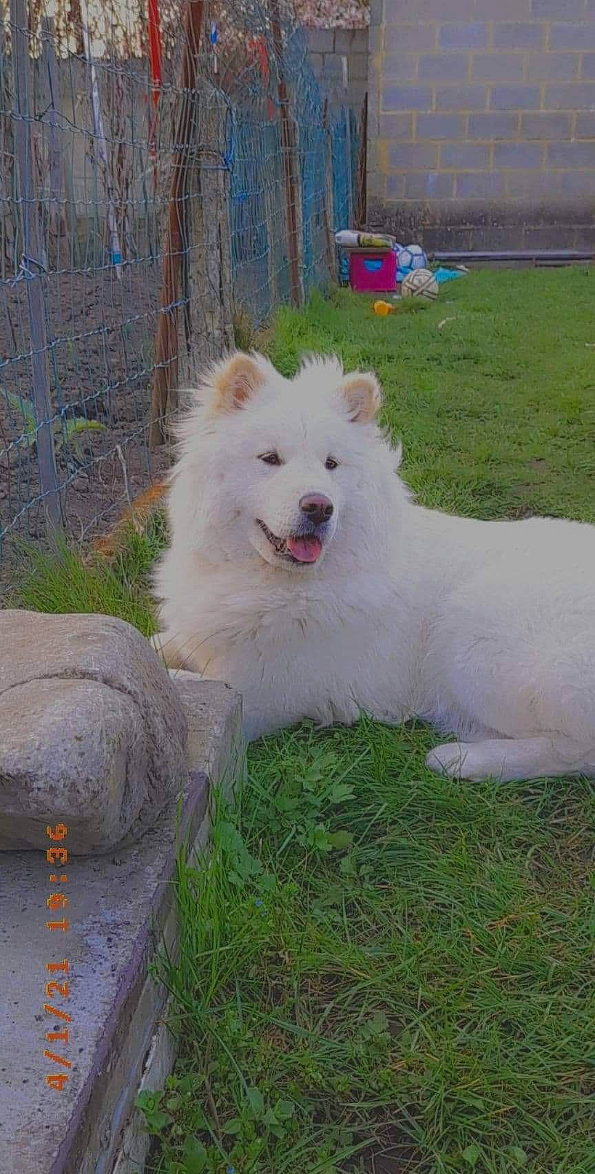 Naya a rejoint le concours — aidez-le/la à gagner de superbes lots ! ancient_dog_breeds, canidae, carnivore, companion_dog, dog, dog_breed, fang, giant_dog_breed, grass, herding_dog, indian_spitz, non_sporting_group, plant, samoyed, spitz, volpino_italiano, working_animal, working_dog