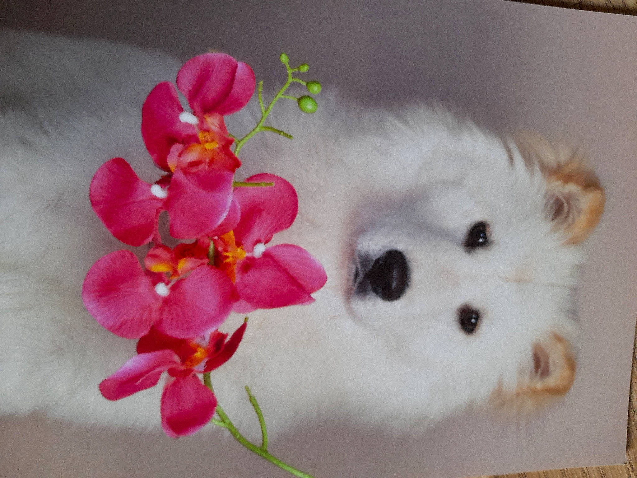 Naya a rejoint le concours — aidez-le/la à gagner de superbes lots ! artificial_flower, blossom, canidae, carnivore, companion_dog, dog_breed, flower, flowering_plant, fur, herbaceous_plant, magenta, pedicel, pet_supply, petal, plant, stuffed_toy, terrestrial_plant, toy, toy_dog, whiskers