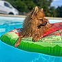 dog, wet_dog, inflatable_float, pool, water, summer, outdoor, sunlight, relaxing, fluffy, brown_dog, pet, canine, swimming_pool, vacation, animal, nature, greenery, vehicle, sunny
