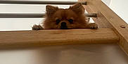 Karl a rejoint le concours — aidez-le/la à gagner de superbes lots ! dog, fluffy, wooden_railing, paws, peeking, curious, indoor, pet, small_dog, fence, brown, ears, nose, animal, wood, cute, face, looking, home, bar
