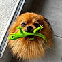 dog, pomeranian, toy, rubber_lizard, pet, fluffy, brown_fur, indoor, floor, tile_floor, looking_up, mouth, playful, animal, cute, small_dog, window, glass_door, bright_color, pet_toy