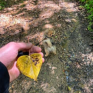 Karl participe au concours pour gagner de l'argent avec cette photo : dog, puppy, leash, hand, leaf, yellow_leaf, muddy_path, forest, outdoor, nature, sunlight, shadow, ground, curious, small_dog, fluffy, walking, trail, greenery, animal