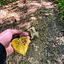 dog, puppy, leash, hand, leaf, yellow_leaf, muddy_path, forest, outdoor, nature, sunlight, shadow, ground, curious, small_dog, fluffy, walking, trail, greenery, animal