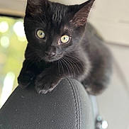 Obi joined the competition — help win amazing prizes! cat, kitten, black_cat, pet, car_interior, headrest, paws, whiskers, fur, close_up, portrait, eyes, bokeh, shallow_depth_of_field, curious, sitting, upholstery, indoor, transportation, animal