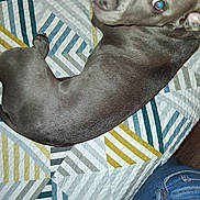 Diamond is registered to the contest to win money with this photo: dog, gray_dog, bedspread, patterned_bedspread, striped_pattern, indoor, pet, canine, lying_down, looking_up, flash_reflection, denim_jeans, human_leg, sleepy, resting, fur, paw, snout, ear, home