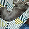 dog, gray_dog, bedspread, patterned_bedspread, striped_pattern, indoor, pet, canine, lying_down, looking_up, flash_reflection, denim_jeans, human_leg, sleepy, resting, fur, paw, snout, ear, home