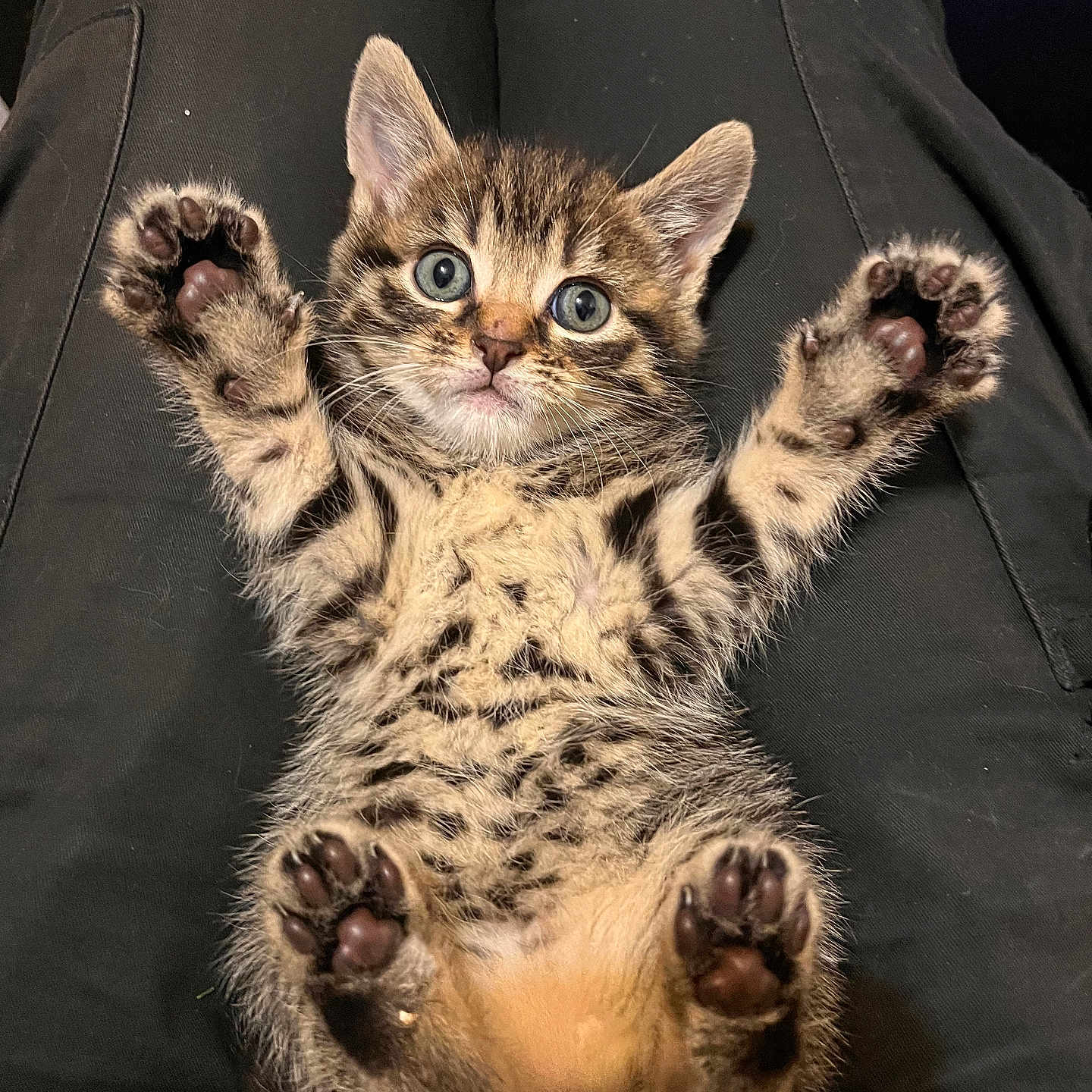 Taya participe au concours pour gagner de l'argent avec cette photo : abyssinian, animal, architecture, armchair, building, cat, chair, couch, cushion, egyptiancat, electronics, furniture, hardware, homedecor, indoors, kitten, livingroom, manx, ocelot, pet