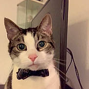 Mittens is registered to the contest to win money with this photo: cat, pet, indoor, bow_tie, close_up, feline, whiskers, ears, pink_nose, curious, domestic_animal, animal_portrait, cute, tabby, white_fur, black_fur, face, eyes, television, cables