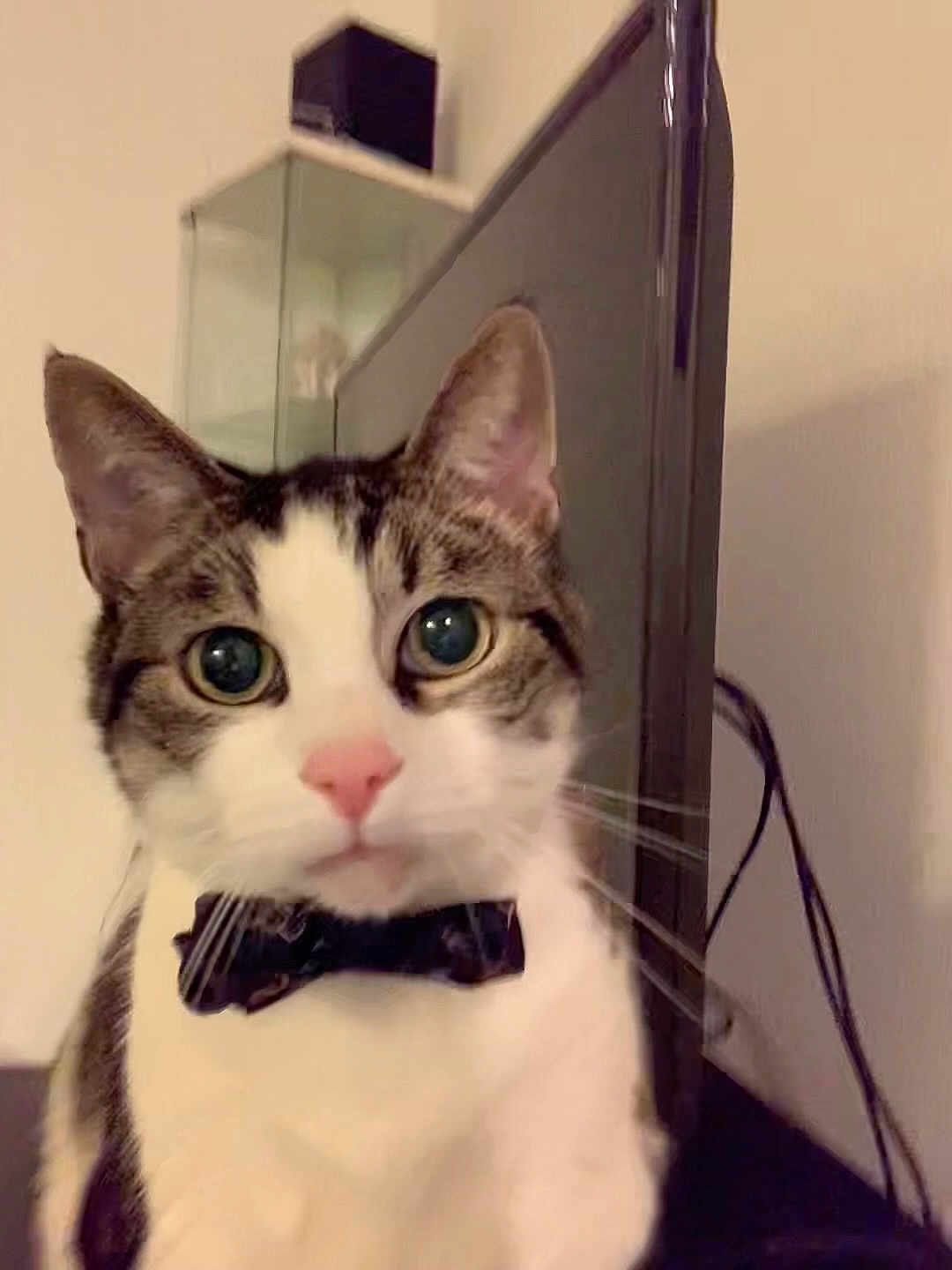 Mittens
