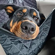 Koda a rejoint le concours — aidez-le/la à gagner de superbes lots ! animal, black, car_interior, close_up, comfort, dog, ears, eyes, fur, headrest, nose, pet, portrait, quilted, rottweiler, seat_cover, snout, travel, vehicle, window