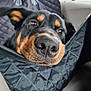 animal, black, car_interior, close_up, comfort, dog, ears, eyes, fur, headrest, nose, pet, portrait, quilted, rottweiler, seat_cover, snout, travel, vehicle, window