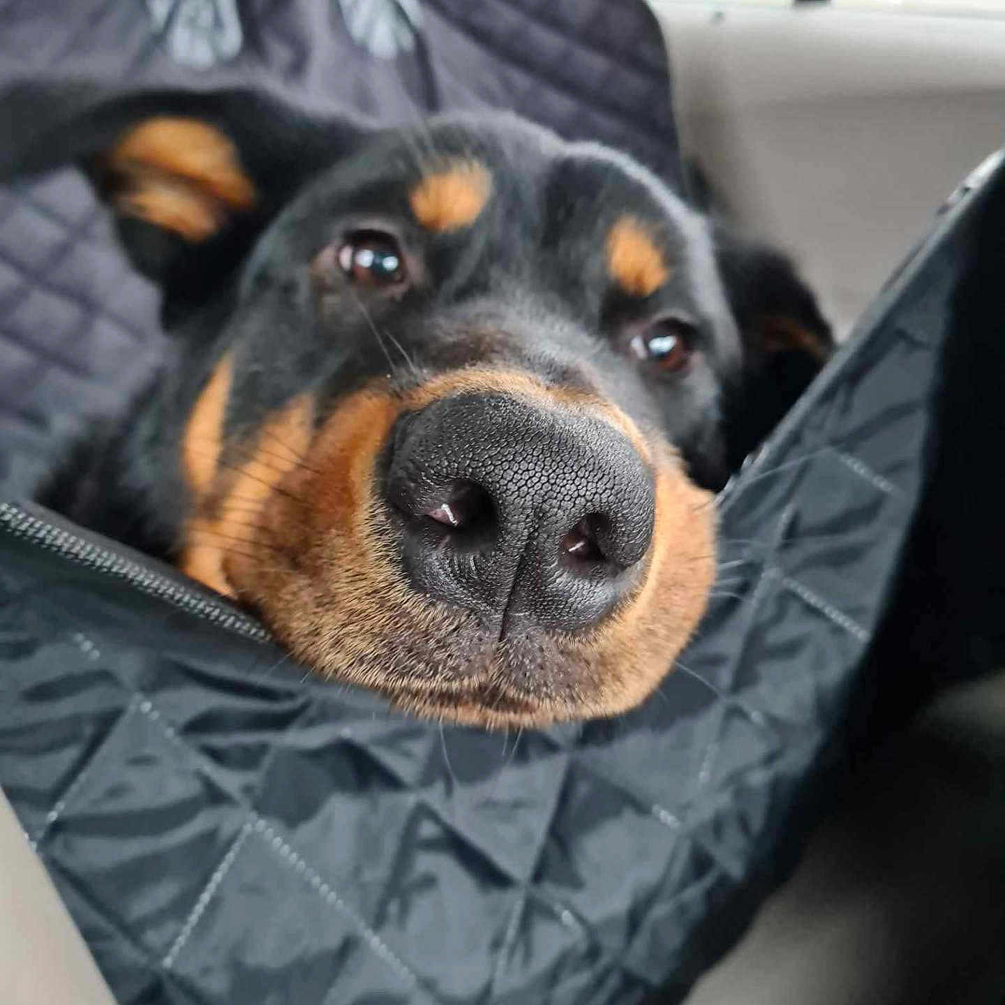 Koda a rejoint le concours — aidez-le/la à gagner de superbes lots ! animal, black, car_interior, close_up, comfort, dog, ears, eyes, fur, headrest, nose, pet, portrait, quilted, rottweiler, seat_cover, snout, travel, vehicle, window